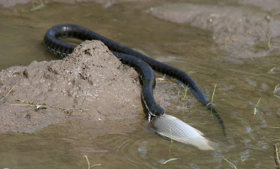 Водяная змейка. Водяной уж (Natrix tessellata). Уж обыкновенный Астрахань. Колхидский уж. Бычколов змея.