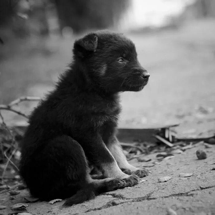 Жил на улице щенок. Бездомные животные. Маленький Бездомный щенок. Брошенный щенок. Одинокий щенок.