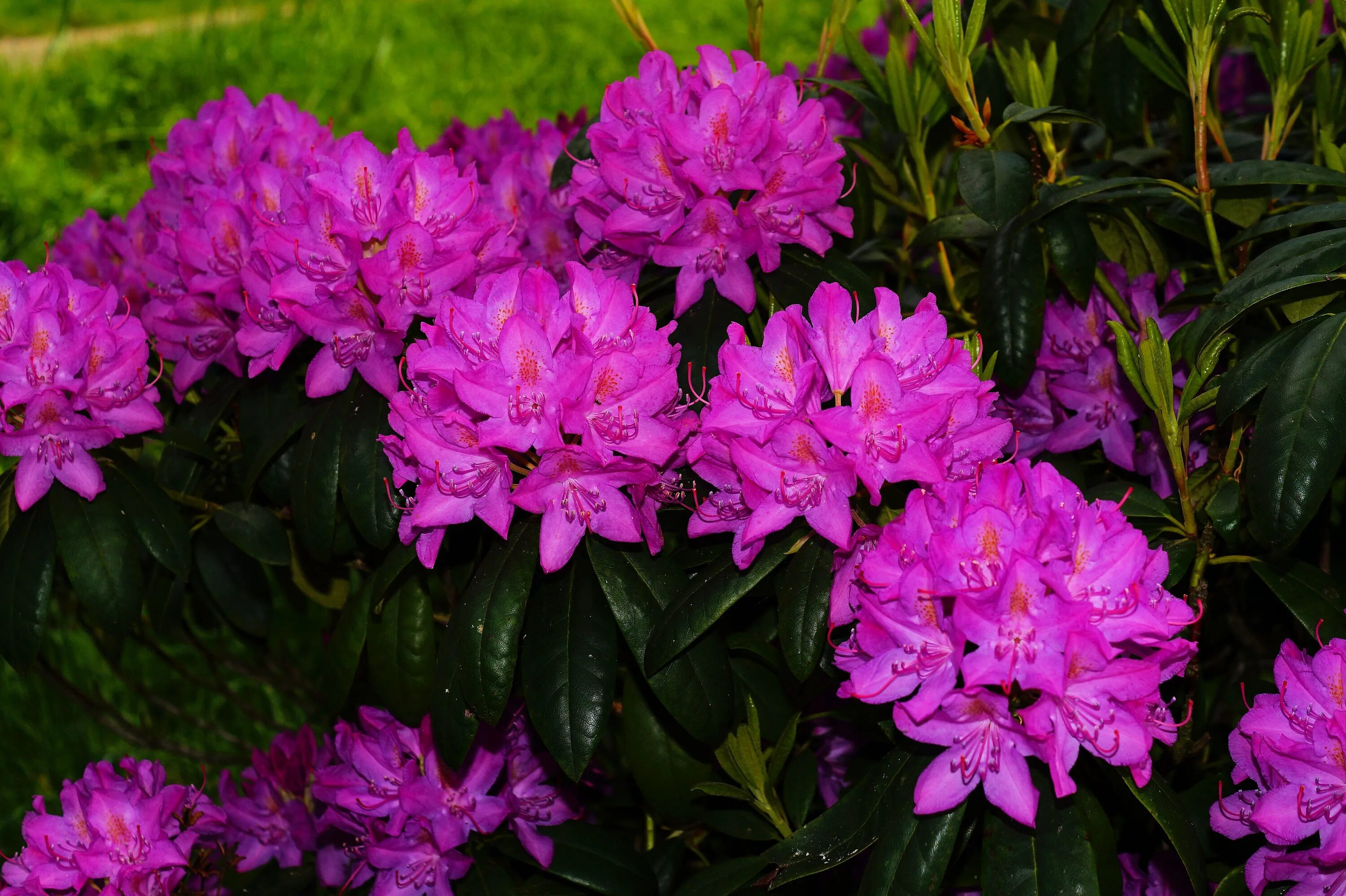 Сколько цветет рододендрон. Рододендрон Rhododendron. Рододендрон Саффрон.