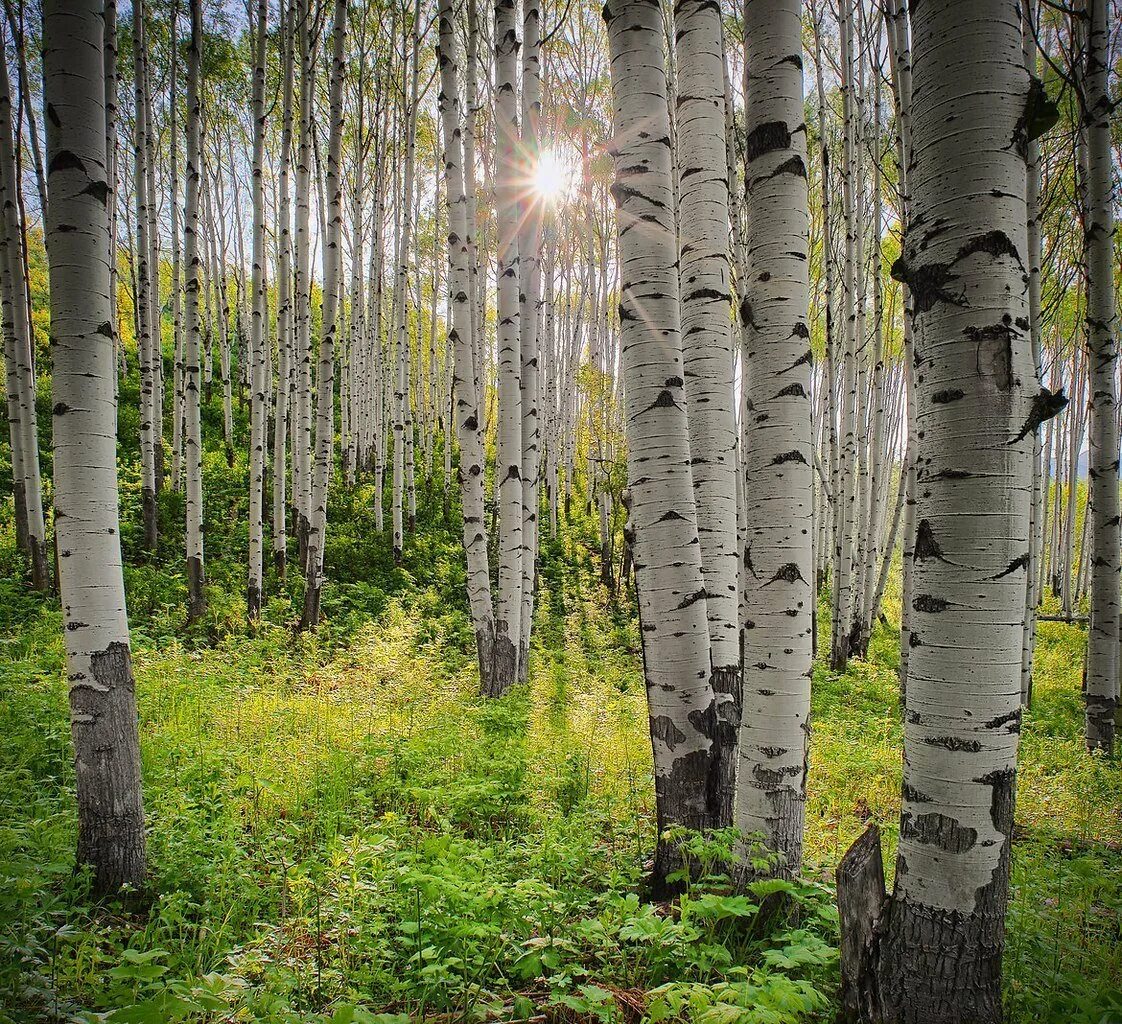 Березовая роща брянск. Береза вблизи. Где березоньки. Роща белоствольная. Березовая роща нижегородская область.