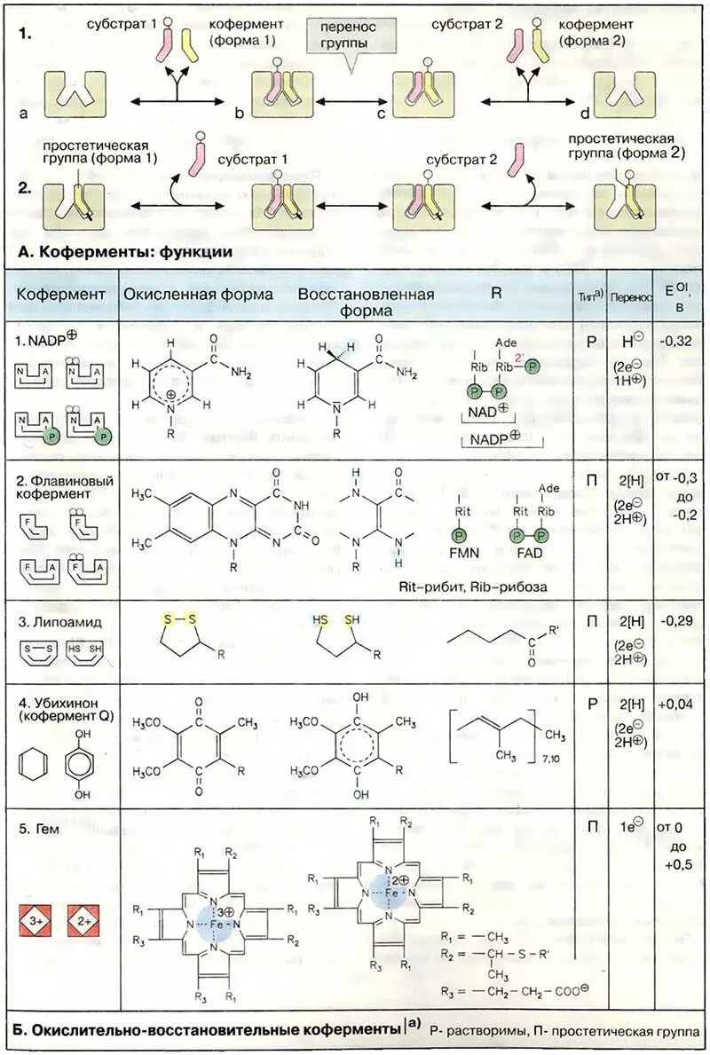 Что такое кофермент. Функции коферментов биохимия. Формулы коферментов биохимия. Коферменты таблица биохимия. Окислительно-восстановительные коферменты.
