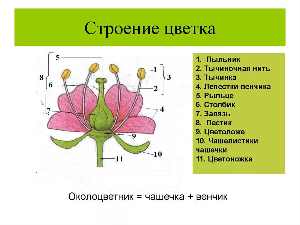 Схема строения цветка 6 класс биология. Цветоложе 2) пестик 3) тычинка 4) венчик. Пестик цветоложе чашечка тычинка венчик цветоножка. Строение чашелистика. П 14 биология