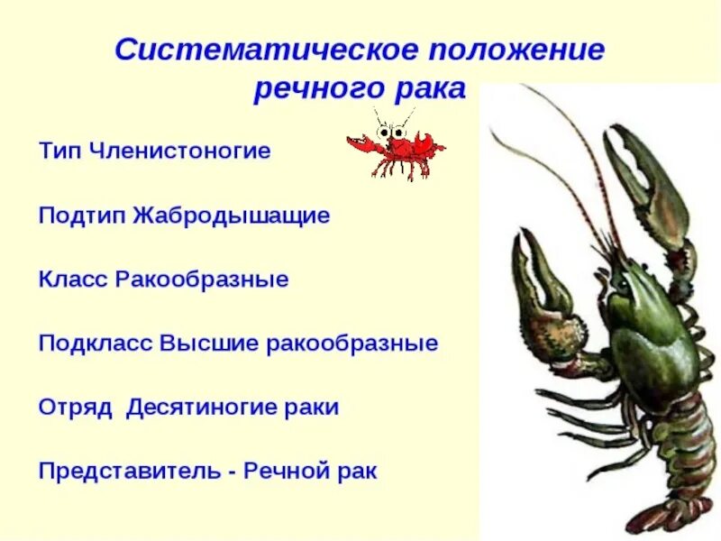 Признаки ракообразных. Класс ракообразные систематика. Членистоногие царство Тип класс отряд вид. Жабродышащие Членистоногие. Тип Членистоногие класс ракообразные.