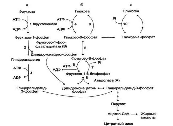 Гликолиз и цикл Кребса биохимия. Превращение глицеральдегид-3-фосфата в пируват. Расщепление Глюкозы в цикле Кребса. Энергетический обмен цикл Кребса. Превращение фруктозы