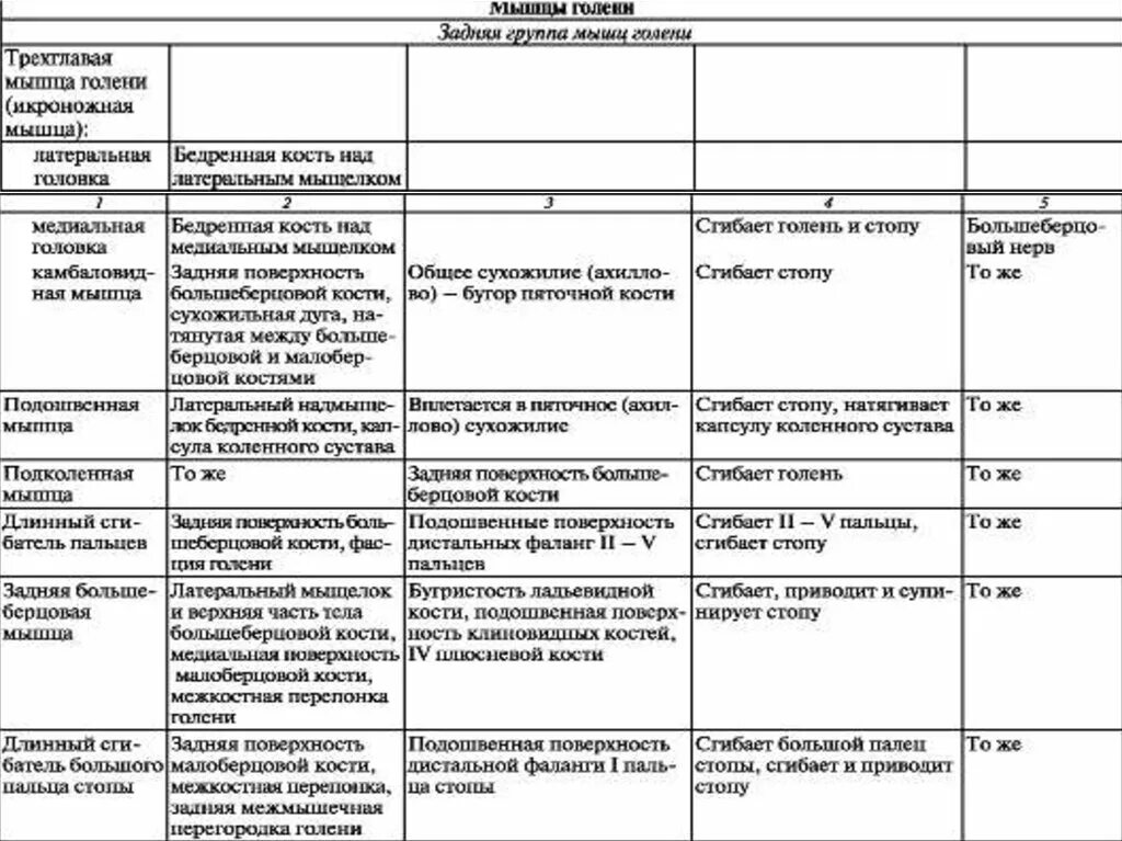 Начало прикрепление функции мышц. Функции мышц нижних конечностей таблица. Мышцы нижних конечностей анатомия таблица. Группы мышц голени таблица. Мышцы нижних конечностей анатомия таблица функции.