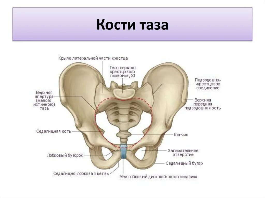 Кости таза строение соединение. Строение лонной кости таза. Тазовая кость состоит анатомия. Седалищная кость скелет. Седалищная кость кость анатомия.