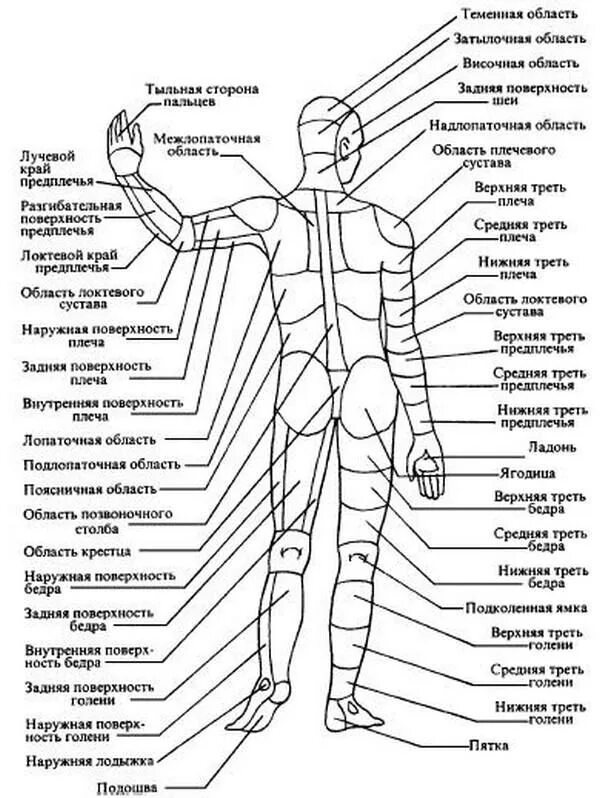 Схема где находится. Части тела человека сзади названия. Анатомическое строение человека схема наружное. Схема строения человека сзади. Анатомия человека название частей тела наружных.