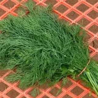 Укроп палочки