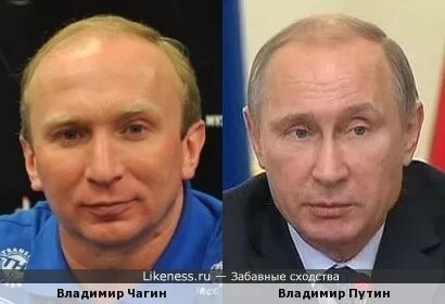 Два вовы