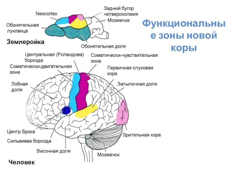 Ассоциативные зоны коры больших. Функциональные зоны коры. Функциональные зоны головного мозга. Функциональные зоны коры головного мозга. Корковые зоны.