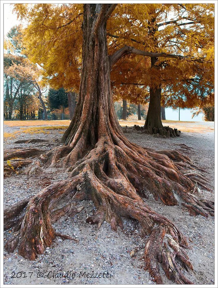 Корни дерева. Дерево с огромными корнями. Красивое дерево с корнями. Большое дерево с корнями.