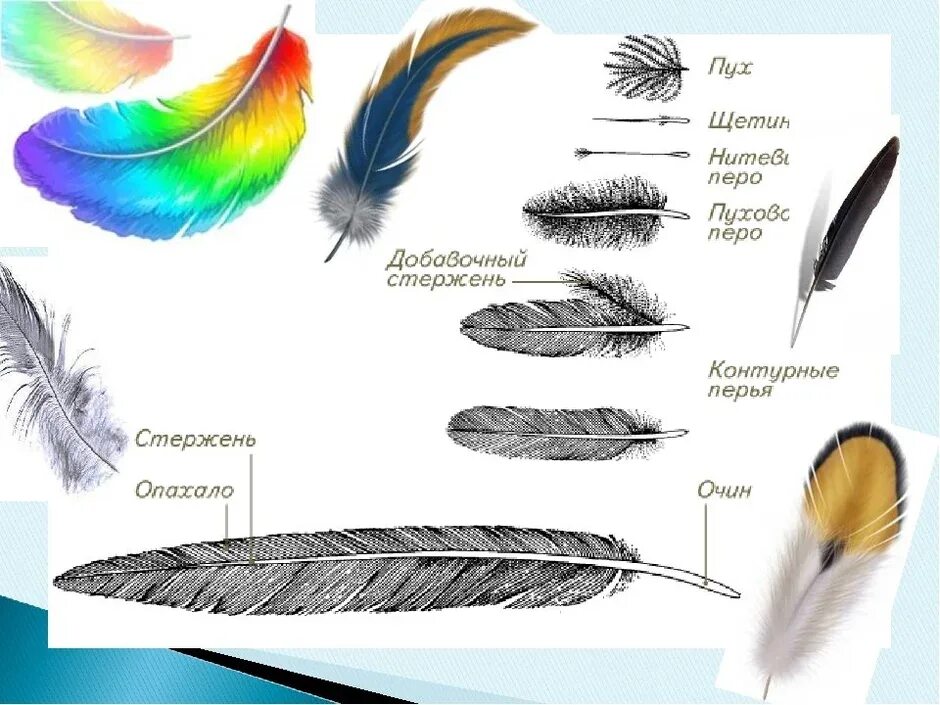 Контурное перо птицы. Строение контурного пера птицы. Схема контурного пера. Перо контурный рисунок.