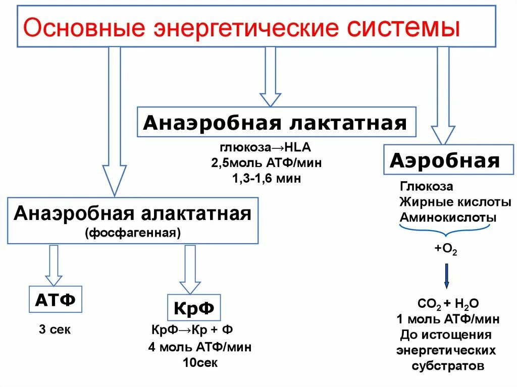 1 моль атф. Энергетические системы организма. Аэробные и анаэробные возможности организма. Анаэробная система энергообеспечения. Энергетические системы организма физиология.