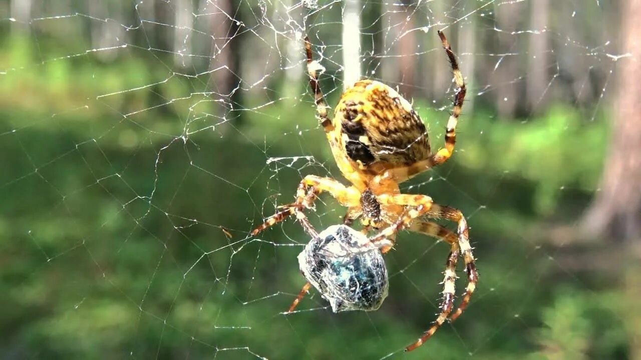 как отличить самца крестовика. паук крестовик красная книга. паук крестовик класс типа членистоногих. строение паука крестовика 7 класс биология. строение паука крестовика.