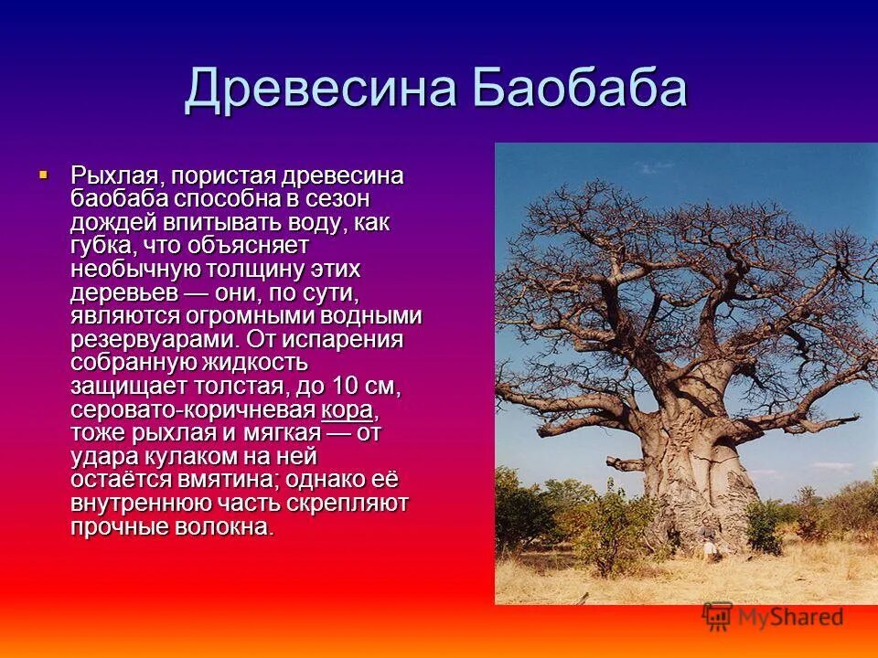 Где находится баобаб. Баобаб (Адансония пальчатая. Баобаб краткая характеристика. Баобаб дерево описание. Баобаб растение в Африке описание.