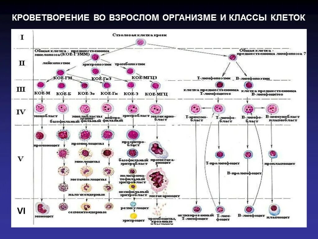 Клетки гемопоэза. Схема кроветворения эритроцитов. Постэмбриональный гемопоэз. Схема кроветворения патофизиология. Миелоидный Росток кроветворения.