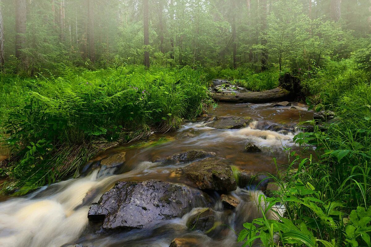 самурский лес и река. ручи р. ручи р. горный ручей в кашмире (1875). ручей орой алтай.
