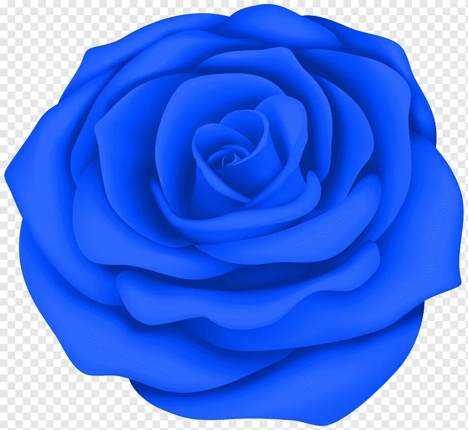 Синие картинки распечатать. Голубые розы клипарт. Синие розы на прозрачном фоне для фотошопа. Нарисованные синие розы. Голубые цветы для печати.