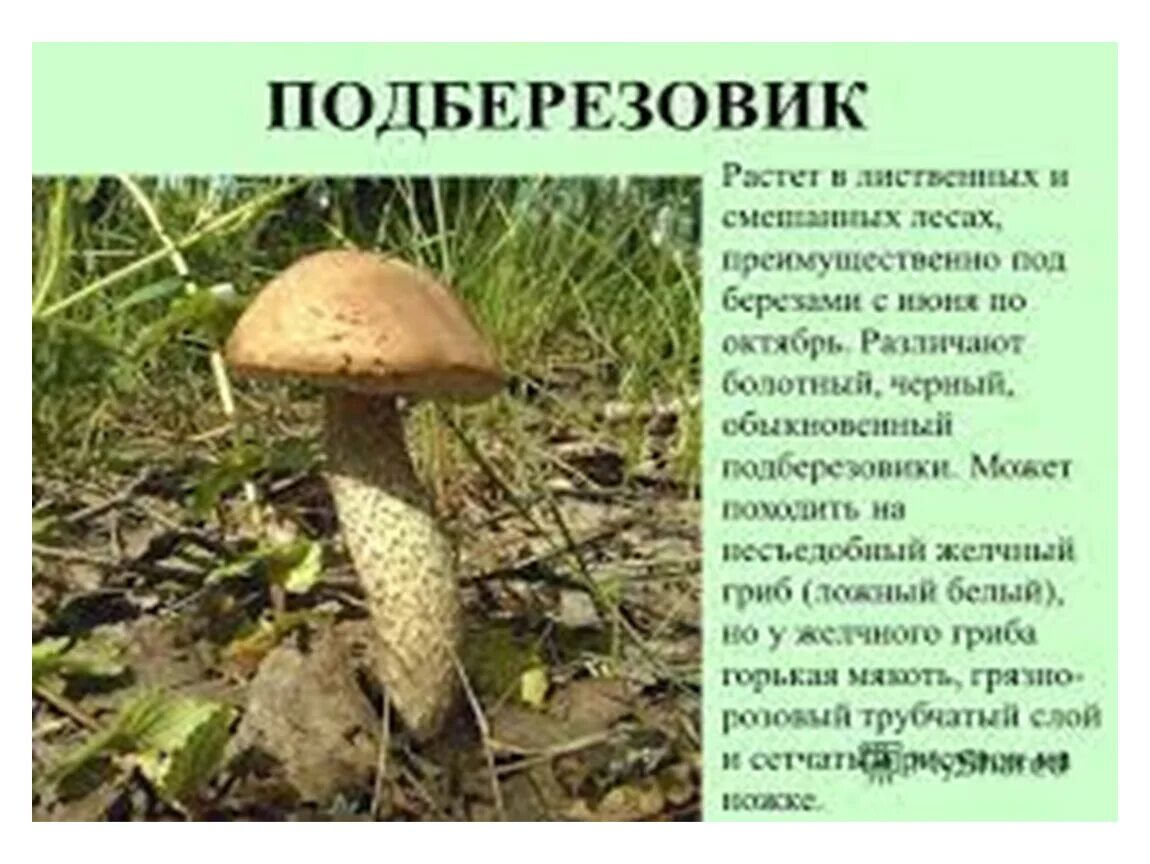 Подберёзовик обыкновенный ложный. Подберезовик обабок. Грибы вятского края. Подберезовик гриб съедобный или нет. Грибы определение.