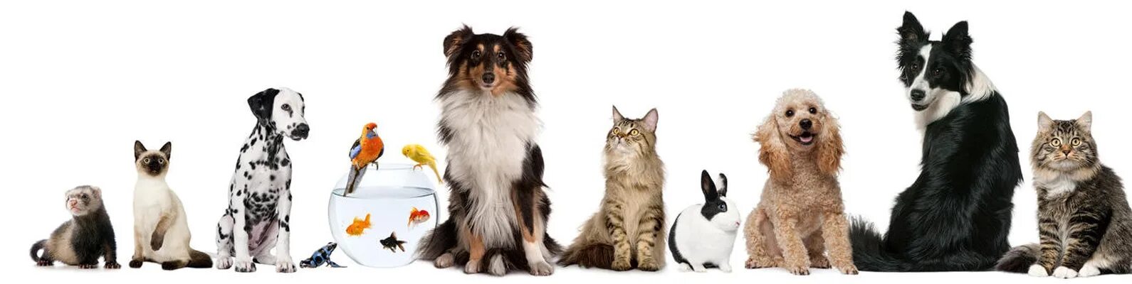 Методы улучшения пород кошек собак в клубах. Разные породы кошек и собак. Кошка и собака на белом фоне. Кошка и собака на прозрачном фоне. Кошка и собака в одной картинке.