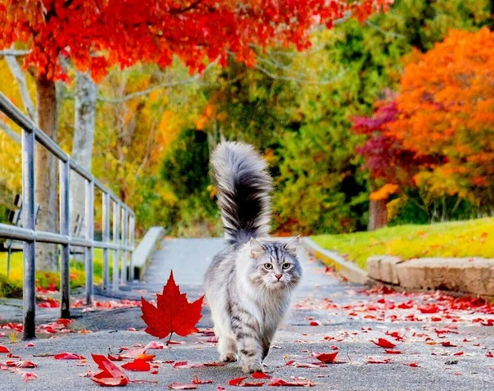 Котик гуляет. Осенняя фотосессия 2022. Коты гуляют фото. Гулять с Котикой.