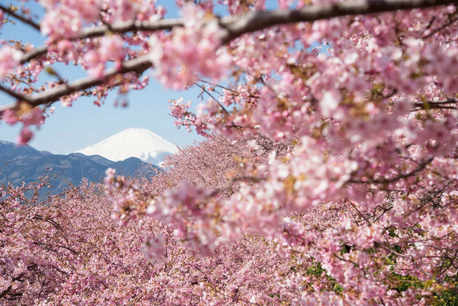 Как цветет сакура фото. В Японии зацвела Сакура. Сакура черри блоссом. Отцветает Сакура в Японии. Сакура японская вишня.