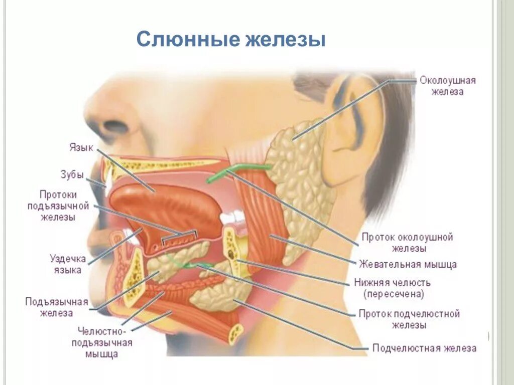 Рта класс