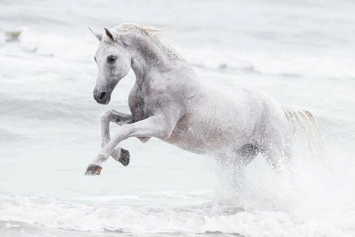 Пегий Орловский рысак. Белая лошадь. Красивый белый конь. Красивая белая лошадь.