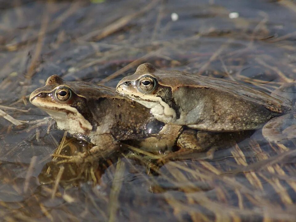 Сибирская лягушка (rana amurensis boulender);. Сибирская лягушка (rana amurensis boulender);. Сибирская лягушка зейский заповедник. Тунгаурская лягушка. Сибирская лягушка (rana amurensis boulender);.