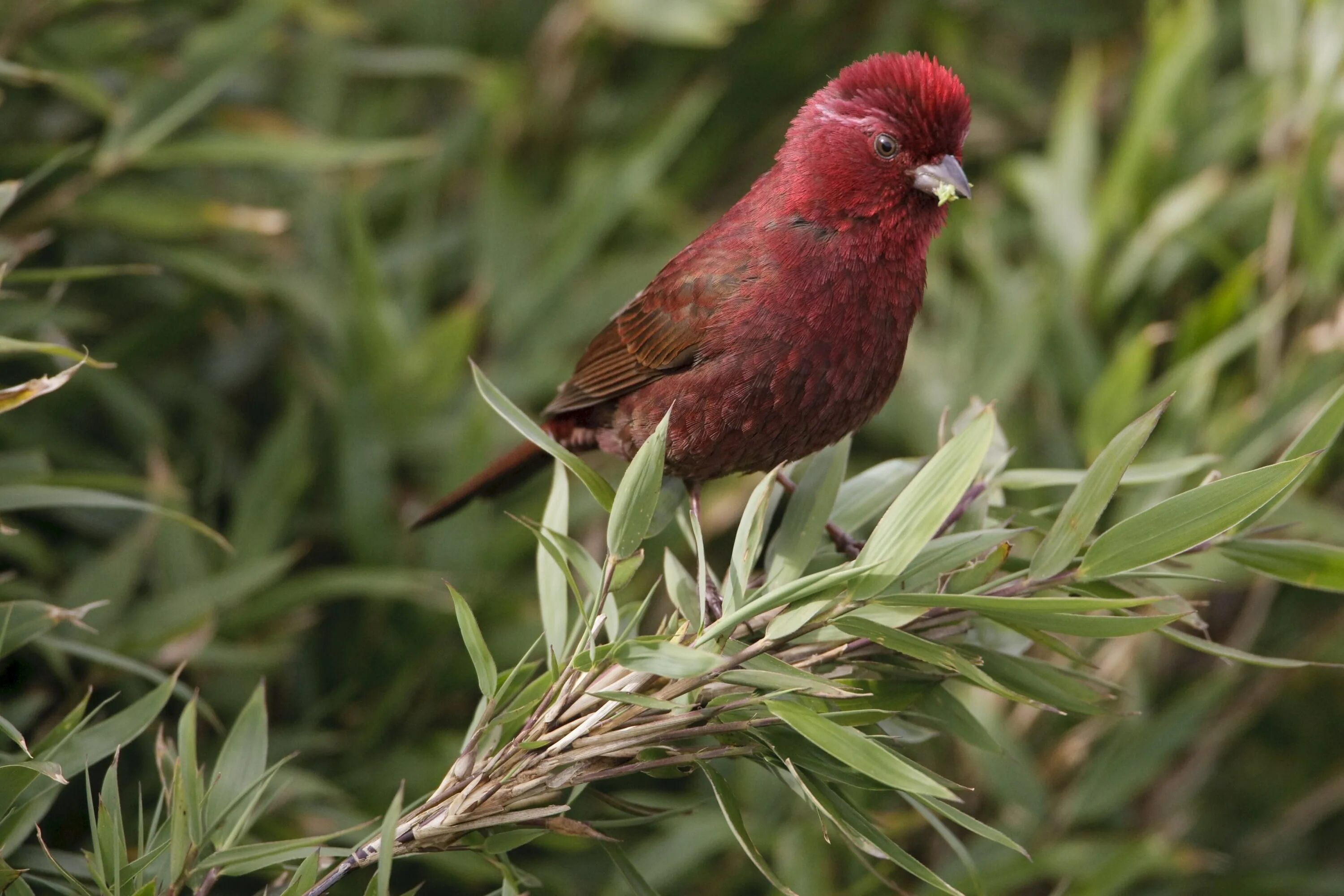 Котинга-помпадур / pompadour cotinga (xipholena punicea). Масковый амарант. Фиалковый астрильд. Крошечный амарант. Котинга помпадур.