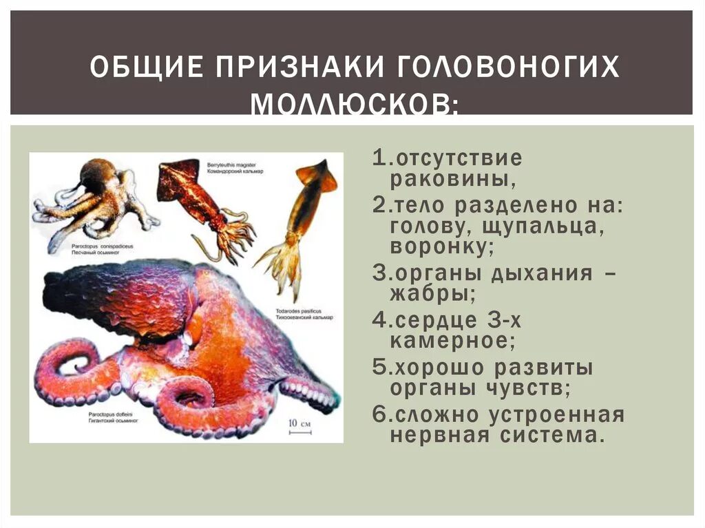 Характеристика класса головоногие. Головоногие представители. тело головоногих моллюсков. класс головоногие органы дыхания.