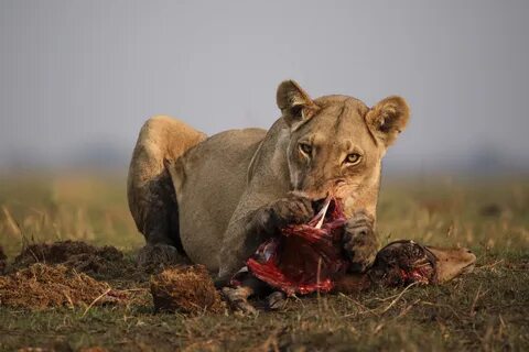 Nat geo wild