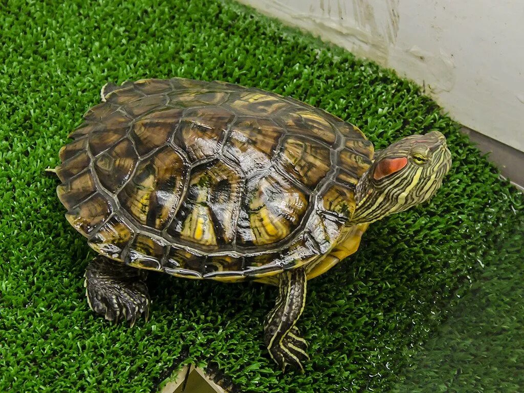 Turtle name