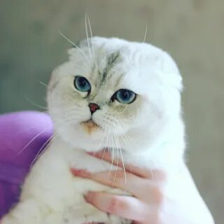 Вислоухая шиншилла кошка