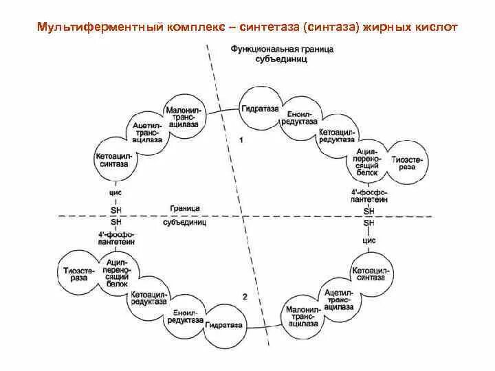 Толстой синтез. Мультифермкетный комплекс синтащы дирных кислот. Мультиферментный комплекс синтазы жирных кислот. Строение мультиферментного комплекса синтазы жирных кислот. Синтез жирных кислот биохимия схема.