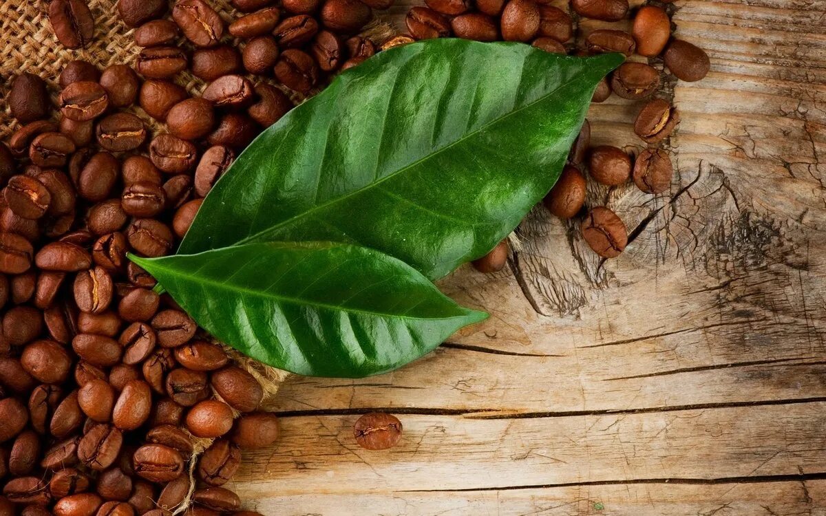Кофейное дерево Арабика. Кофейные листья. Листья кофейного дерева. Кофейные зерна с листьями.