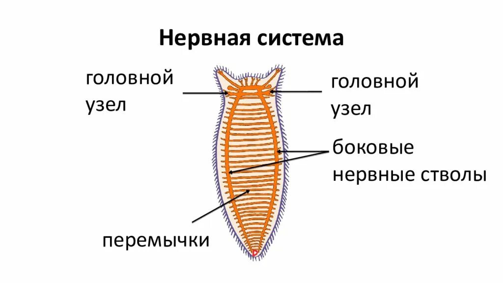 Нервная система червей паразитов. Схема нервной системы плоских червей. строение нервной системы плоских червей. нервная система плоских червей. схема строения нервной системы плоского червя.