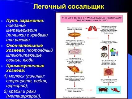 Пути заражения печеночным сосальщиком