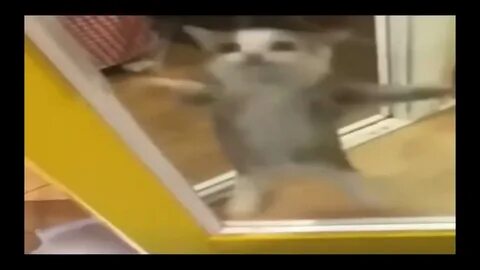 Котики шнапи