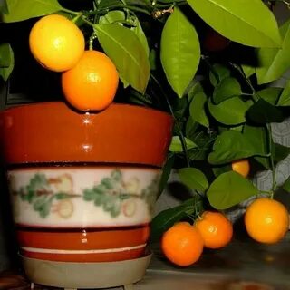 Мандарин из косточки