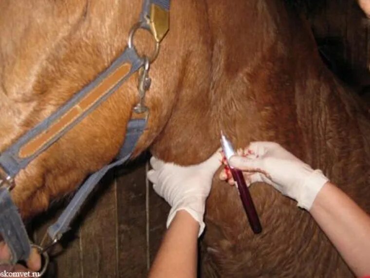 Мокрецы у лошади фото Pin von Dana Murphy auf Equestrian Life