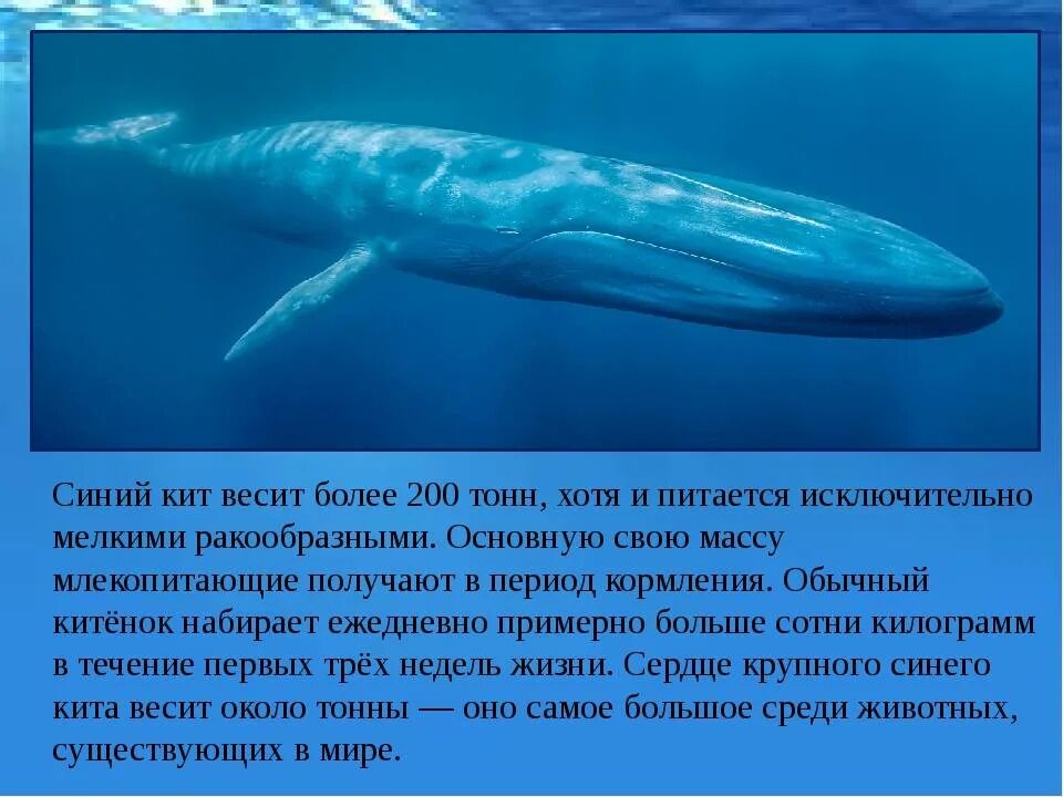 Голубой кит Balaenoptera musculus. Синий кит вес. Сколько весит синий кит. Вес китенка синего кита.