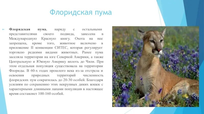 Где живет пума на каком материке. Флоридская пума красная книга краткое. флоридская пума краткое описание. флоридская пума доклад. флоридская пума красная книга краткое описание.