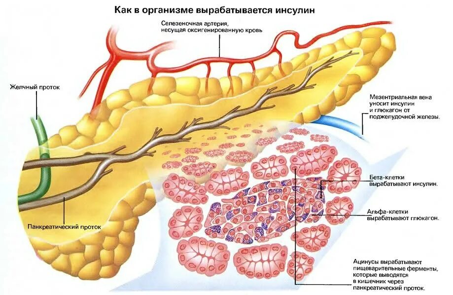 Гормон поджелудочной железы инсулин. Инсулин и поджелудочная железа клетки. Инсулин в поджелудочной железе вырабатывают. Клетки поджелудочной железы вырабатывающие инсулин.