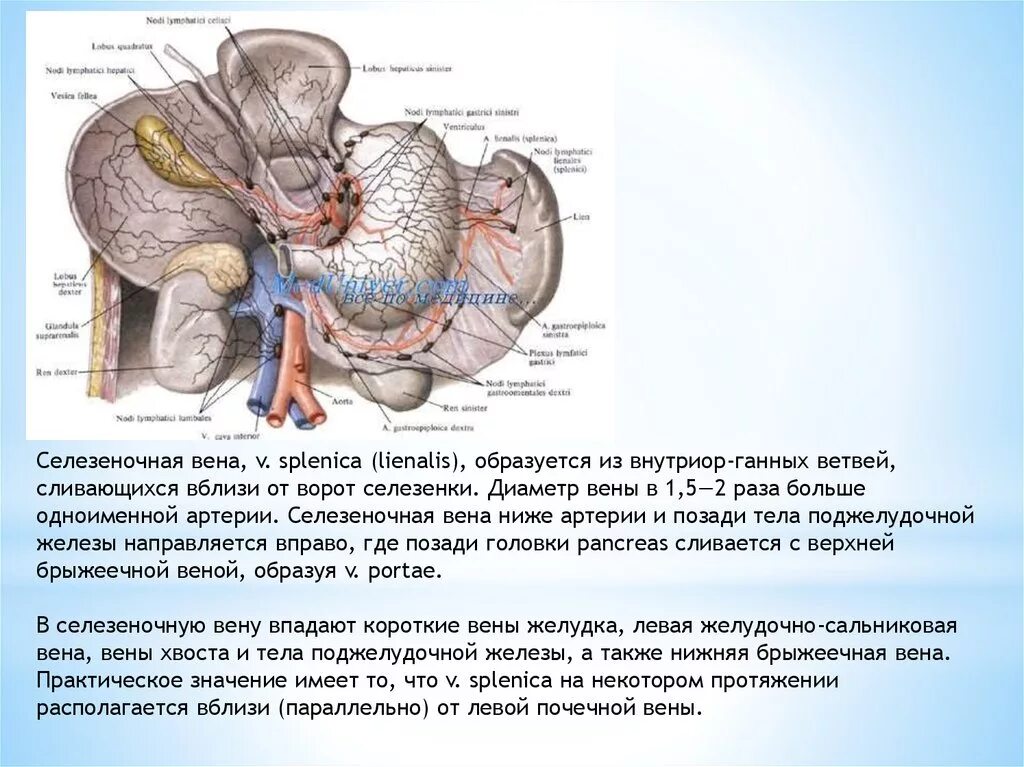 Селезеночная Вена анатомия норма. Селезеночная Вена диаметр в норме. Селезеночная Вена Синельников. Селезеночная Вена ветвь. Расширение селезеночной вены