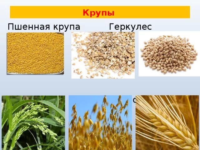 Пшеничная из какого зерна. Пшеница булгур и манка. Крупа из злаковых культур. Крупы из зерновых культур. Зерновые культуры просо.