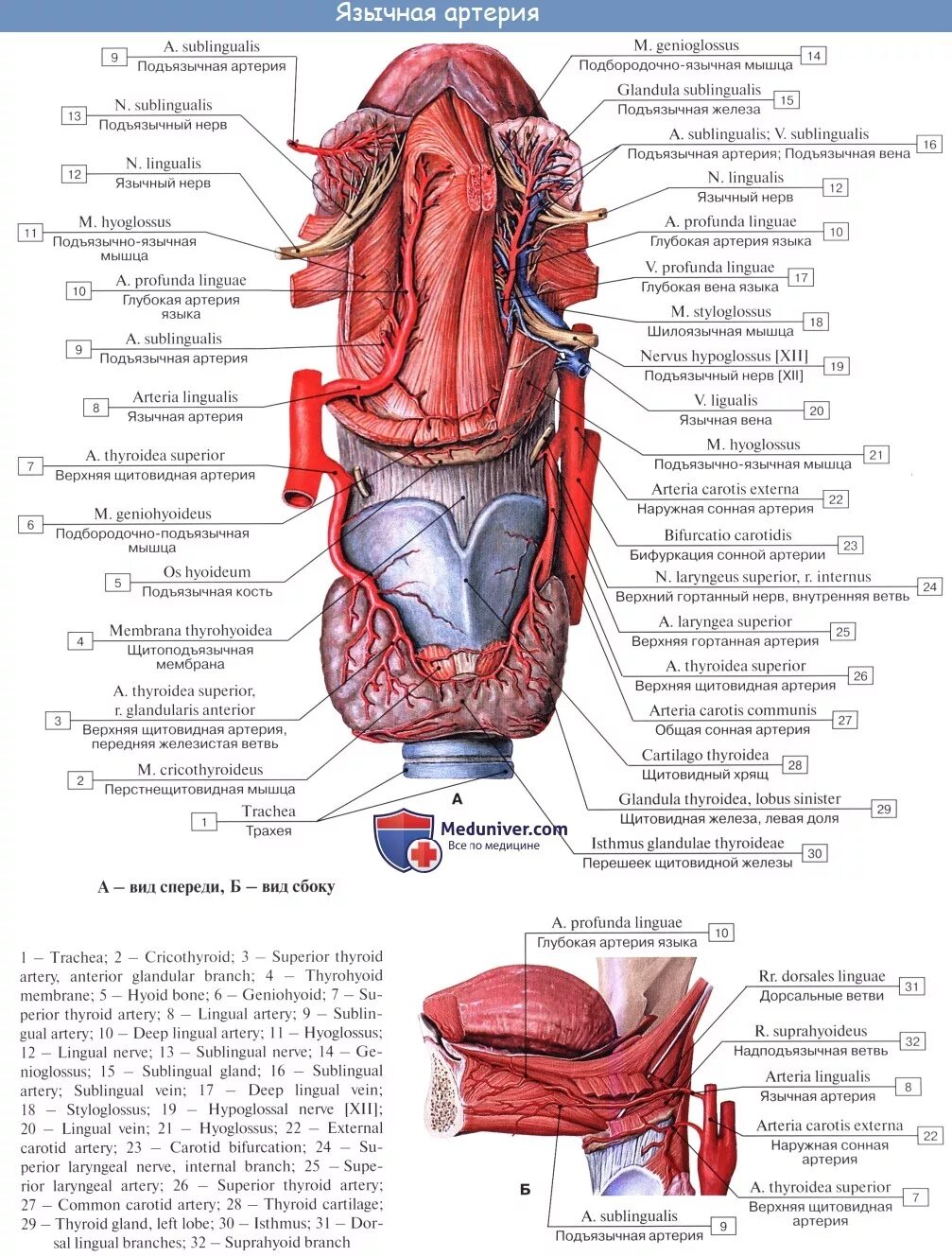 Обусловленный отсутствием железа латынь. Язычная и подъязычная артерии. Анатомия языка артерии и вены. Топографическая анатомия язычной артерии. Топографическая анатомия языка мышцы.