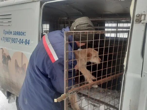 Отлов собак самара. Отлов собак приют калуга. Бездомные собаки. Собаки из приюта. Отлов собак самара.