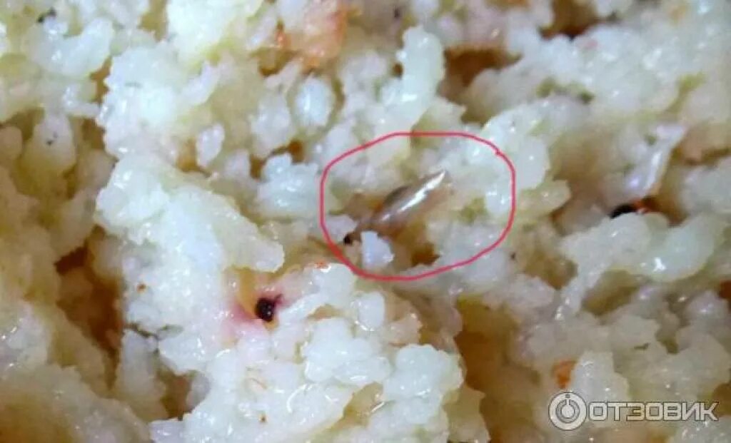 Криль. Мука антарктического криля. Мясо криля аквамарин состав. Как выглядит стая креветок. Криль вред.
