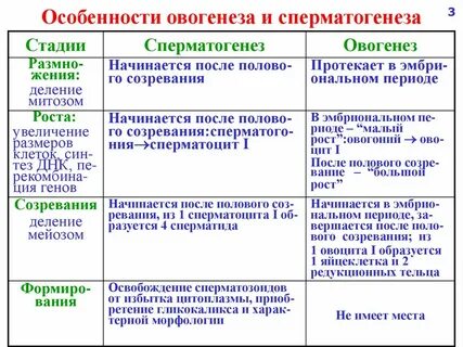 Отличия овогенеза от сперматогенеза таблица